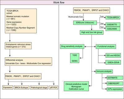 Development and validation of an endoplasmic reticulum stress-related molecular prognostic model for breast cancer